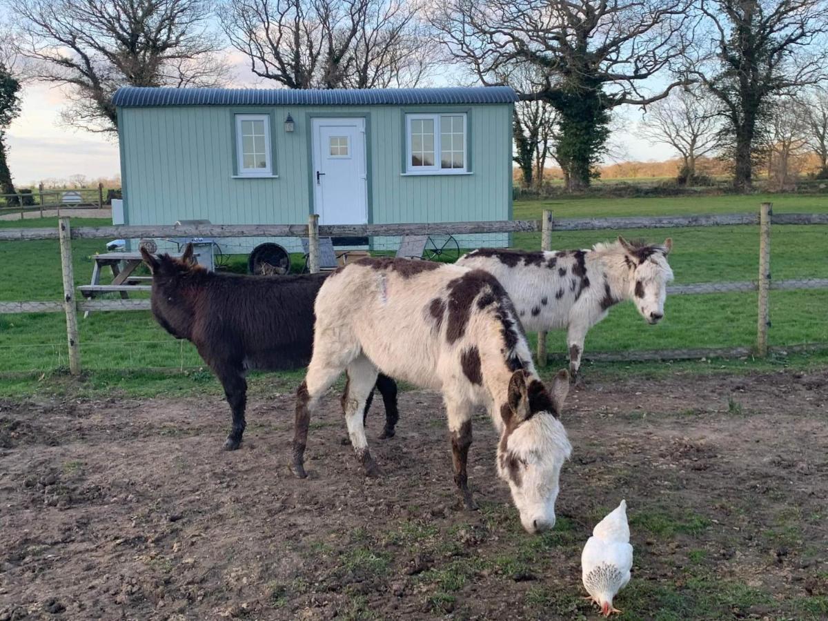 Villa Starry Meadow & Rescued Animal Experiences Great Yarmouth Exterior foto