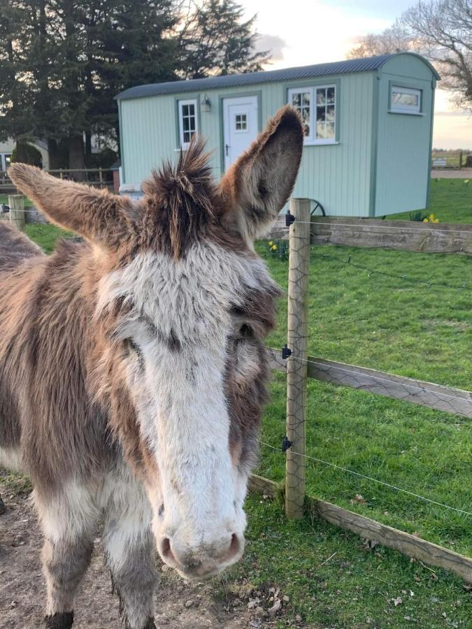 Villa Starry Meadow & Rescued Animal Experiences Great Yarmouth Exterior foto