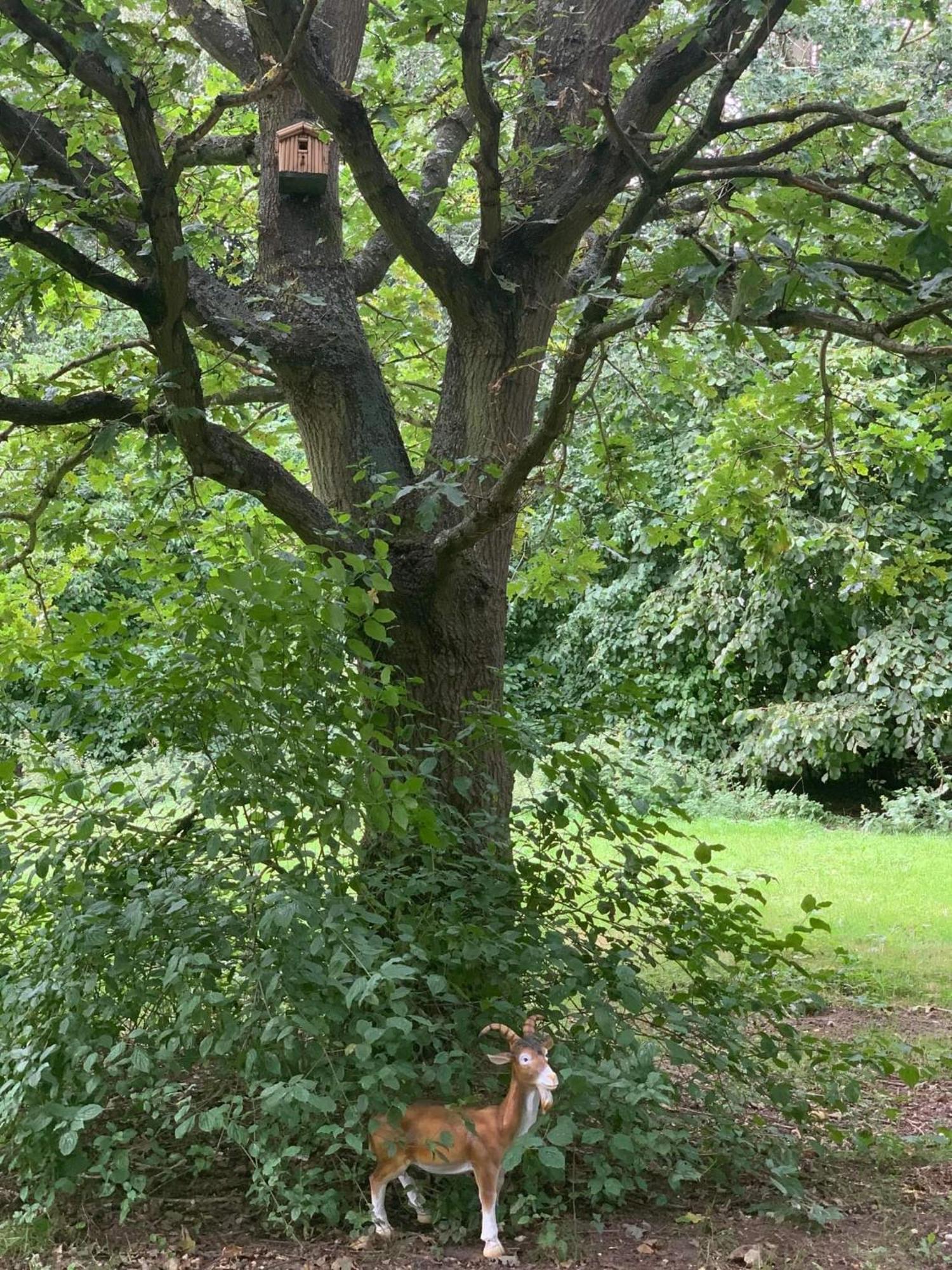 Villa Starry Meadow & Rescued Animal Experiences Great Yarmouth Zimmer foto